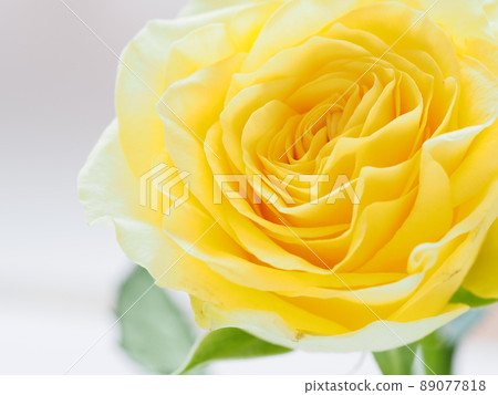 Yellow Rose Flower Yellow Rose Flower 89077818
