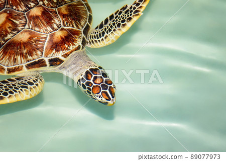 Green Sea Turtle swimming in crystal clear waters Green Sea Turtle swimming in crystal clear waters 89077973