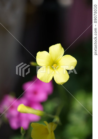 Yellow flower wood sorrels 89078010