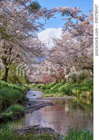 Oshino Hakkai, a row of cherry blossom trees on the Shinmei River and Mt. Fuji 89078047