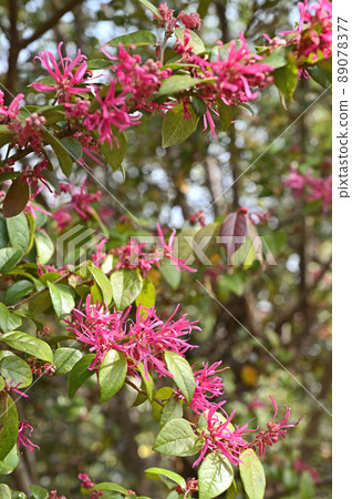 樹:Banibana Tokiwa Mansaku Mansaku Family 樹:Banibana Tokiwa Mansaku Mansaku Family 89078377