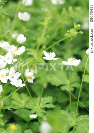 Spring flower, flaccid anemone 89078432