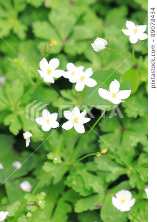 Spring flower, flaccid anemone 89078434