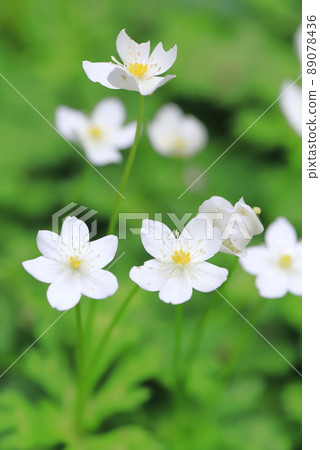 Spring flower, flaccid anemone 89078436