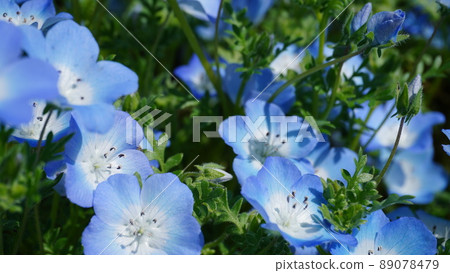 Nemophila flower Nemophila flower 89078479