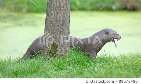 Giant otter (Pteronura brasiliensis) otter is eating a fish Giant otter (Pteronura brasiliensis) otter is eating a fish 89078480