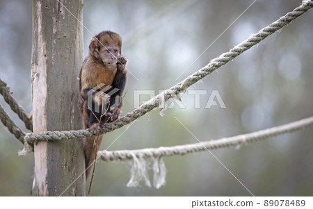 Golden bellid capuchin (Sapajus xanthosternos) eating a small stick 89078489
