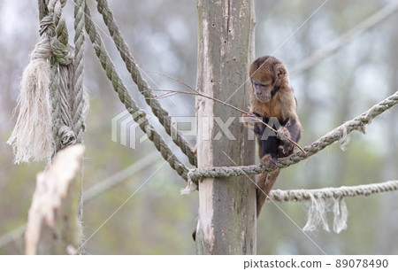 Golden bellid capuchin (Sapajus xanthosternos) eating a small stick 89078490