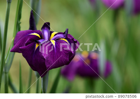 The irises that bloom in the rainy season and in the rain The irises that bloom in the rainy season and in the rain 89078506