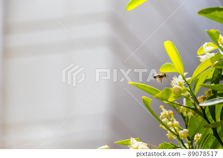 Bees flying around while collecting pollen 89078517
