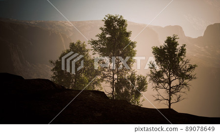 big pine trees growing from rocky outcropping in the mountains big pine trees growing from rocky outcropping in the mountains 89078649