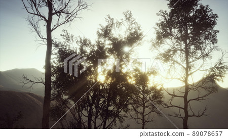 Carpatian mountains fog and mist at the pine forest 89078657