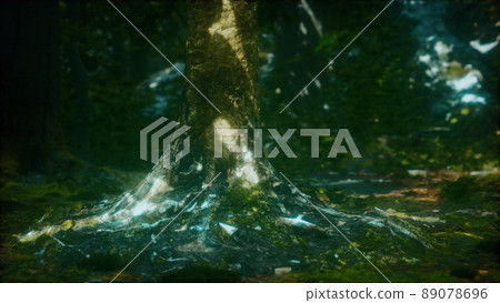 Old trees with lichen and moss in green forest 89078696