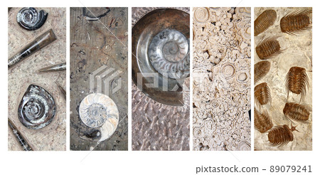 Set of vertical or horizontal banners with petrified fossil starfishes, trilobites, shells of goniatites 89079241