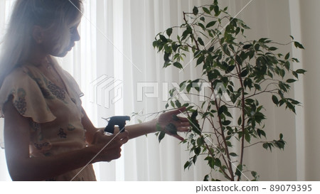 A young woman sprays a large old ficus tree at the window of a house in slow motion. Care for exotic houseplants. Growing a home garden A young woman sprays a large old ficus tree at the window of a house in slow motion. Care for exotic houseplants. Growing a home garden 89079395