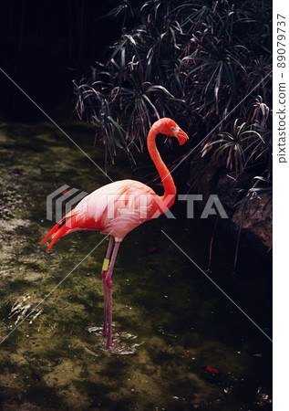 pink flamingo in water 89079737