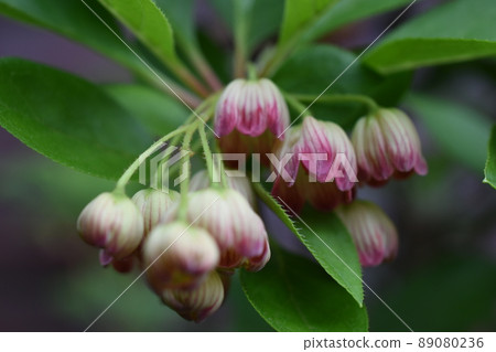 Salasa Doudin Salasa Doudin 89080236