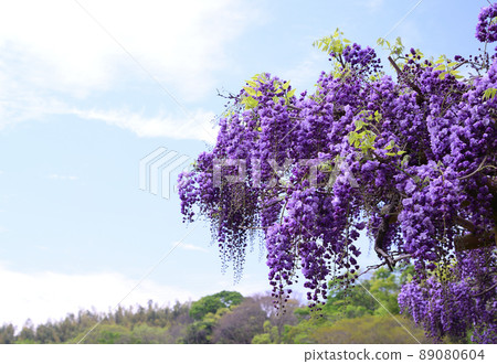 Wisteria flowers in full bloom Wisteria flowers in full bloom 89080604