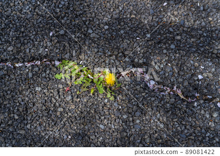 Dandelions blooming from cracks in asphalt Dandelions blooming from cracks in asphalt 89081422