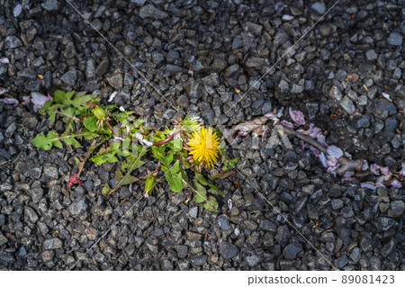 Dandelions blooming from cracks in asphalt 89081423