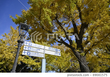 Yamashita Park ginkgo trees Yamashita Park ginkgo trees 89081575