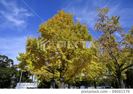 Yamashita Park ginkgo trees Yamashita Park ginkgo trees 89081576