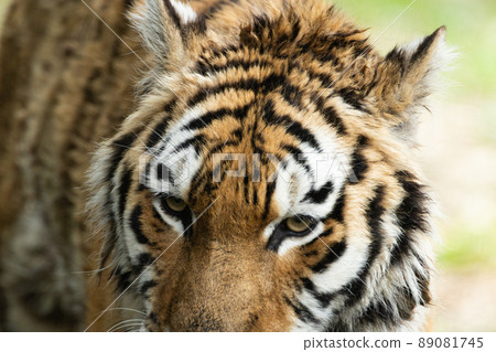 Cool tiger Cool tiger 89081745