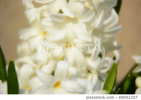 Hyacinth Hyacinth 89082207