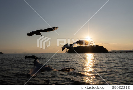 海鷗在夕陽下飛翔 89082218