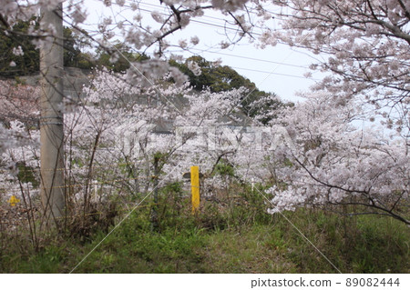Sakura scenery of Yamanakadani, Hannan City, Osaka Prefecture 89082444