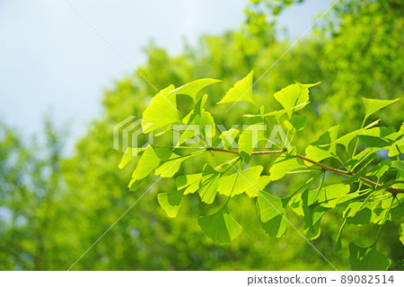 新鮮的綠色銀杏樹 89082514