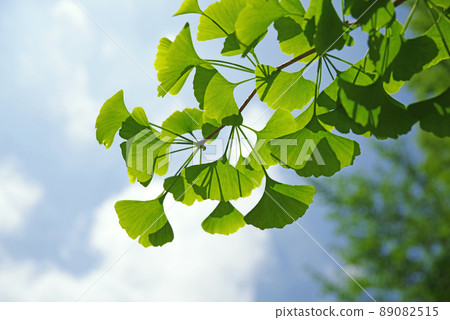 新鮮的綠色銀杏樹 89082515