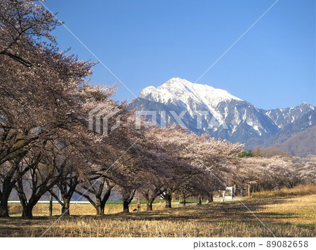 Yamanashi Prefecture Kaikoma-dake and turnip cherry blossom trees in April Yamanashi Prefecture Kaikoma-dake and turnip cherry blossom trees in April 89082658