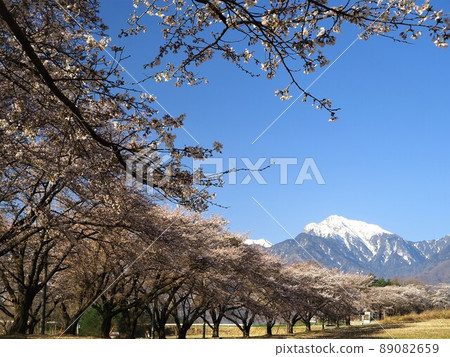 山梨縣 Kaikoma-dake 和 4 月的蘿蔔櫻花樹 89082659
