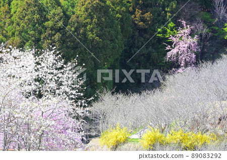 Spring scenery of Japanese allspice garden "Matsuda Town" 89083292