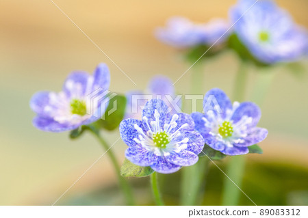 Hepatica 1 89083312