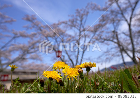 Nobe's dandelions and cherry blossoms 89083315