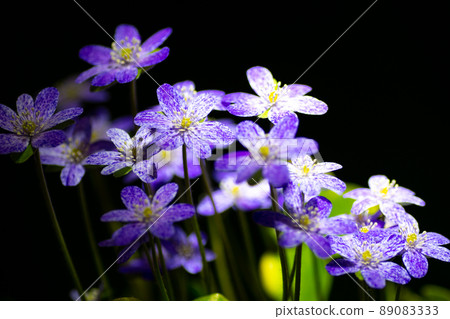 Hepatica 11 89083333