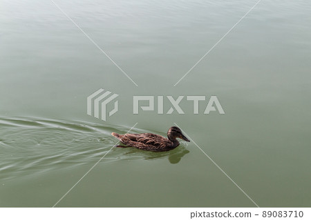 duck floating in a pond duck floating in a pond 89083710