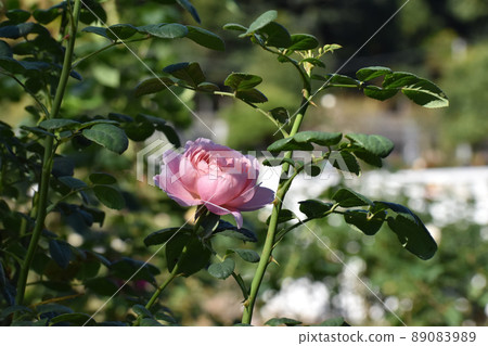 Pink autumn roses Pink autumn roses 89083989