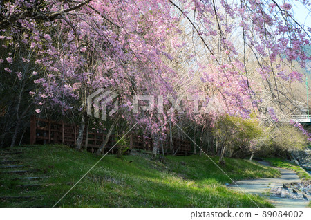 Nakatsugawa weeping cherry tree "Matsuda Town" 89084002