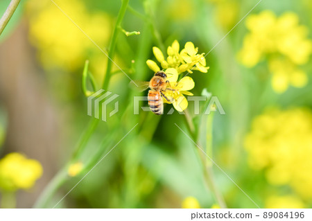 Spring bee 89084196