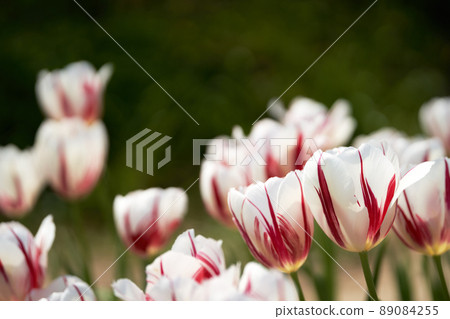 Light through the petals and petals of tulips with red patterns Light through the petals and petals of tulips with red patterns 89084255