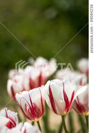 Light through the petals and petals of tulips with red patterns Light through the petals and petals of tulips with red patterns 89084256