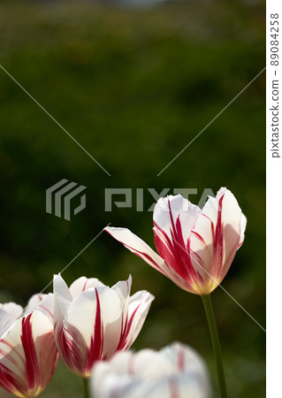 Light through the petals and petals of tulips with red patterns Light through the petals and petals of tulips with red patterns 89084258