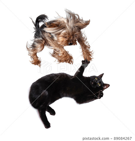 Bottom view. Portrait of beautiful cat and purebred dog isolated on white background. Animal life, friendship, interplay concept. Collage 89084267