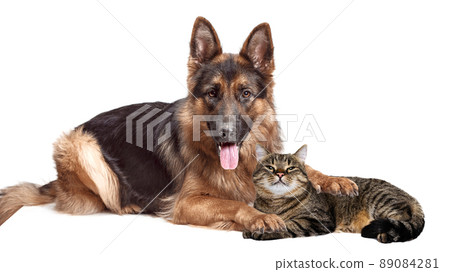 Friends. Portrait of beautiful cat and Shepherd dog lying on floor isolated on white background. Animal life, friendship, interplay concept. Collage Friends. Portrait of beautiful cat and Shepherd dog lying on floor isolated on white background. Animal life, friendship, interplay concept. Collage 89084281