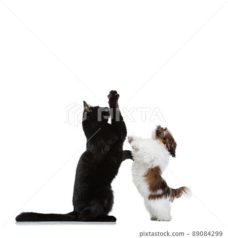 Portrait of beautiful cat and purebred dog isolated on white background. Animal life, friendship, interplay concept. Collage Portrait of beautiful cat and purebred dog isolated on white background. Animal life, friendship, interplay concept. Collage 89084299