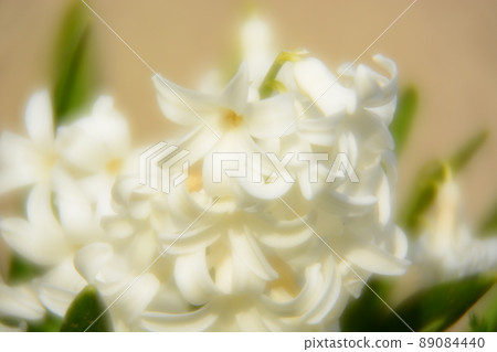 Hyacinth Hyacinth 89084440