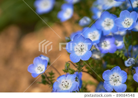 柔和顏色的 Nemophila 柔和顏色的 Nemophila 89084548
